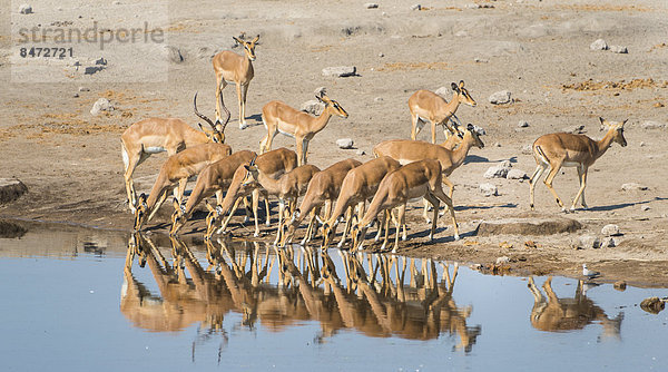 Impalaherde beim Trinken  Schwarznasenimpala (Aepyceros melampus petersi)  Wasserstelle Chudop  Etosha Nationalpark  Namibia