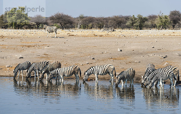 Herde Burchell-Zebras (Equus burchellii) beim Trinken  Wasserstelle Chudop  Etosha Nationalpark  Namibia