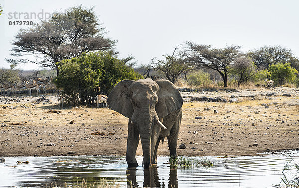 Afrikanischer Elefant (Loxodonta africana) steht zum Trinken im Wasser  Etosha Nationalpark  Wasserstelle Koinachas  Namibia