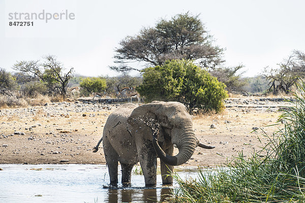Afrikanischer Elefant (Loxodonta africana) steht zum Trinken im Wasser  Etosha Nationalpark  Wasserstelle Koinachas  Namibia