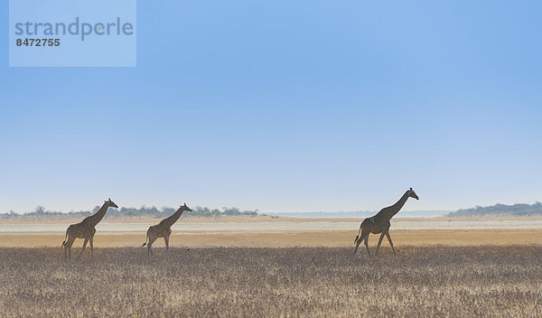 Drei Giraffen (Giraffa camelopardis) gehen durchs trockene Gras  Etosha Nationalpark  Namibia