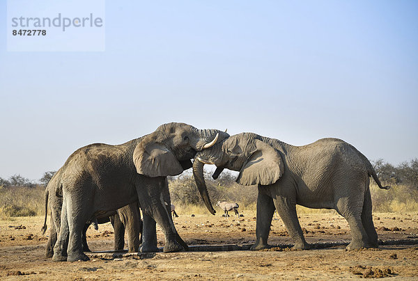 Zwei Elefanten kämpfen spielerisch  Afrikanischer Elefant (Loxodonta africana)  Etosha Nationalpark  Wasserstelle Tsumcor  Namibia