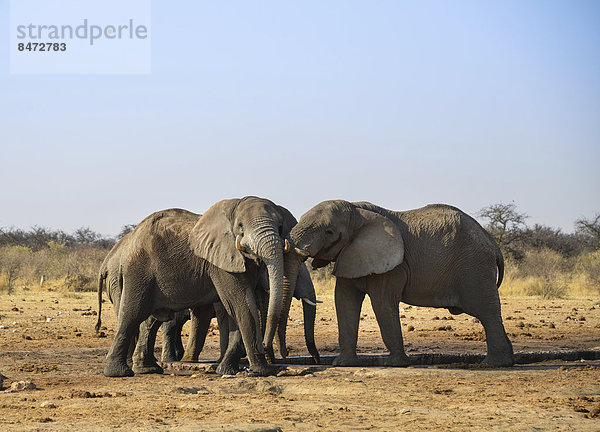 Zwei Elefanten kämpfen spielerisch  Afrikanischer Elefant (Loxodonta africana)  Etosha Nationalpark  Wasserstelle Tsumcor  Namibia