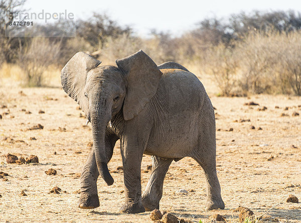 Junger Elefant  Afrikanischer Elefant (Loxodonta africana)  Etosha Nationalpark  Namibia