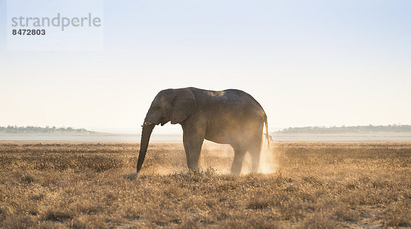 Elefant im Abendlicht auf trockenem Grasland  Afrikanischer Elefant (Loxodonta africana)  Etosha Nationalpark  Namibia