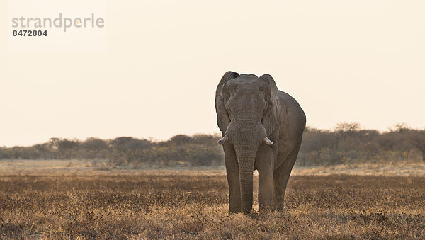 Elefant geht übers trockene Grasland  Afrikanischer Elefant (Loxodonta africana)  Etosha Nationalpark  Namibia