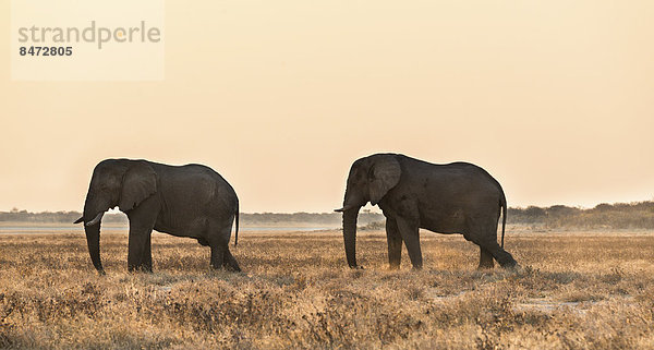 Afrikanischer Elefant (Loxodonta africana)  Etosha Nationalpark  Namibia