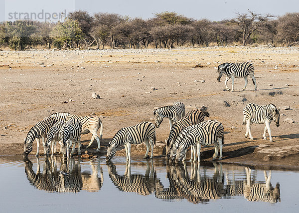 Zebraherde  Burchell-Zebra (Equus quagga burchellii) trinken am Wasser  Wasserstelle Chudop  Etosha Nationalpark  Namibia