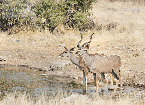 Große Kudus (Tragelaphus strepsiceros)  Wasserstelle Koinachas  Etosha Nationalpark  Namibia