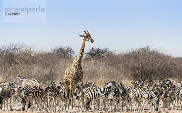 Giraffe (Giraffa camelopardis) und Herde Burchell-Zebras (Equus quagga burchellii) am Wasserloch  Wasserstelle Tsumcor  Etosha Nationalpark  Namibia