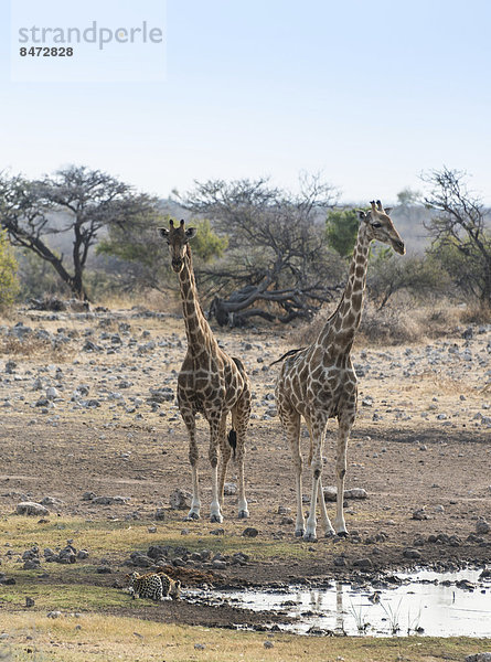 Giraffen (Giraffa camelopardis) und trinkender Leopard (Panthera pardus)  Wasserstelle Koinachas  Etosha Nationalpark  Namibia