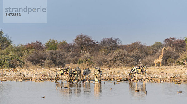 Burchell-Zebras (Equus quagga burchellii) an der Wasserstelle Klein Namutoni  Etosha Nationalpark  Namibia