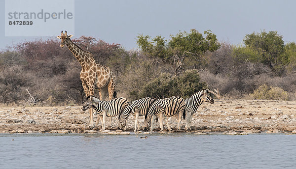 Giraffe (Giraffa camelopardis) und Burchell-Zebraa (Equus quagga burchellii) am Wasserloch  Wasserstelle Klein Namutoni  Etosha Nationalpark  Namibia