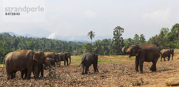 Asiatische Elefanten (Elephas maximus) bei der Fütterung im Pinnawala Elephant Orphanage Elefantenwaisenhaus  Pinnawala  Sri Lanka