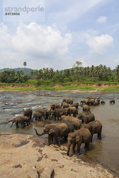 Herde Asiatische Elefanten (Elephas maximus) aus dem Pinnawela Elephants Orphanage Elefantenwaisenhaus baden im Maha Oya River  Pinnawela  Sri Lanka