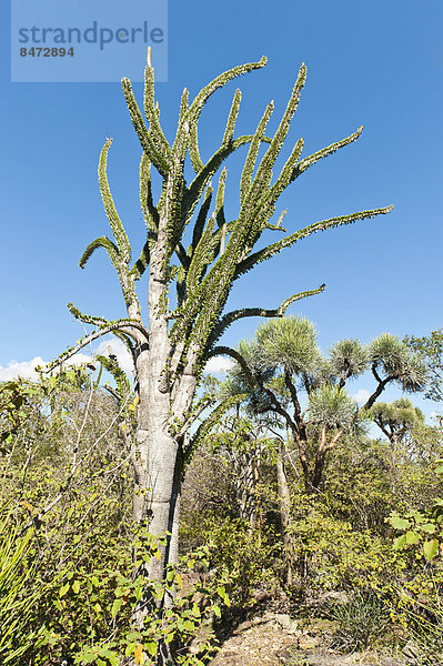 Alluaudia  Tintenfischbaum oder Fantsiolitse (Alluaudia procera)  Didieraceen  Nationalpark Andohahela  bei Fort-Dauphin oder Tolagnaro  Madagaskar