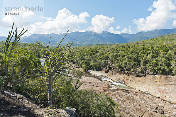 Trockenwald-Landschaft mit Fluss und Felsen  mit Alluaudia  Tintenfischbaum oder Fantsiolitse (Alluaudia procera)  Didieraceen  Nationalpark Andohahela  bei Fort-Dauphin oder Tolagnaro  Madagaskar