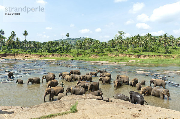Gruppe von Asiatischen Elefanten (Elephas maximus) am Fluss  Pinnawala  Provinz Sabaragamuwa  Sri Lanka