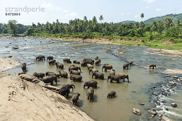 Gruppe von Asiatischen Elefanten (Elephas maximus) am Fluss  Pinnawala  Provinz Sabaragamuwa  Sri Lanka