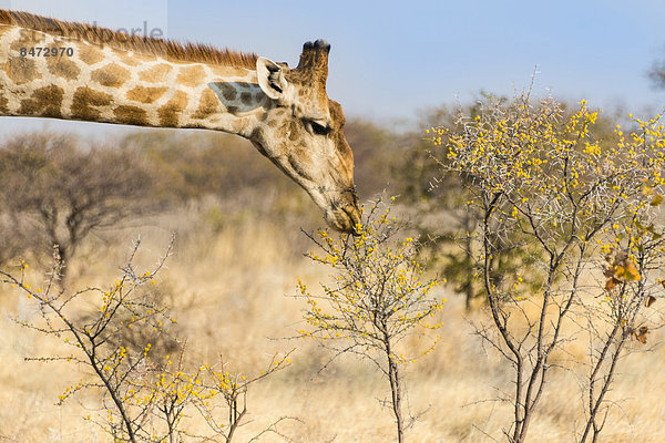 Giraffe (Giraffa camelopardalis) frisst an Kameldornbusch  Etosha Nationalpark  Namibia