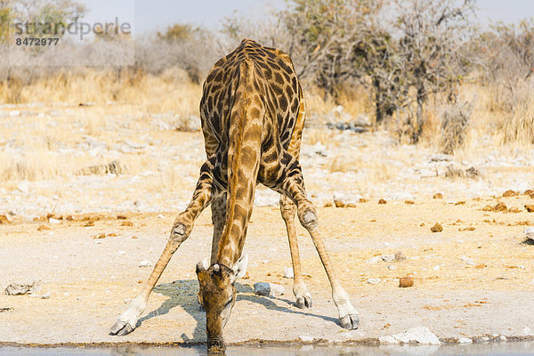 Giraffe (Giraffa camelopardalis) trinkt an Kalkheuwel Wasserstelle  Etosha Nationalpark  Namibia