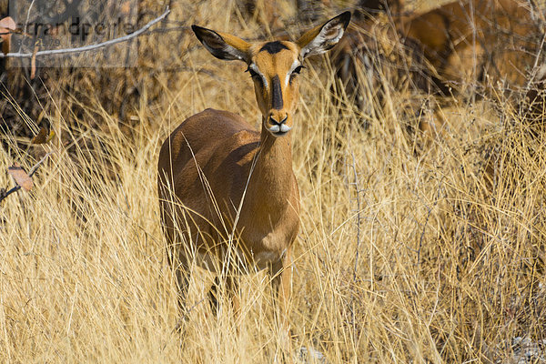 Schwarznasenimpala (Aepyceros melampus petersi)  Weibchen steht im hohen Gras  Etosha Nationalpark  Namibia