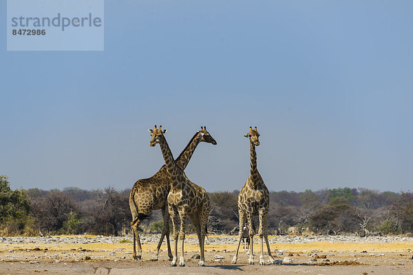 Drei Giraffen (Giraffa camelopardalis) an Wasserstelle Chudob  Etosha Nationalpark  Namibia