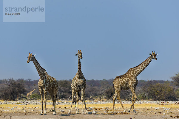 Drei Giraffen (Giraffa camelopardalis) an Wasserstelle Chudob  Etosha Nationalpark  Namibia