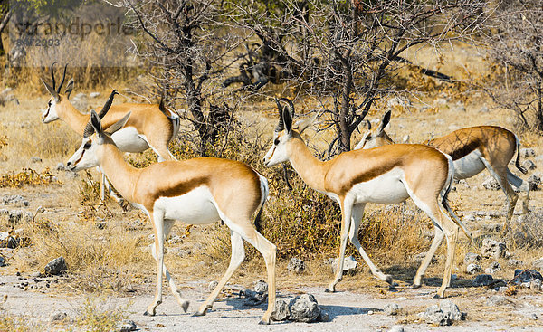 Springböcke (Antidorcas marsupialis)  Etosha Nationalpark  Namibia