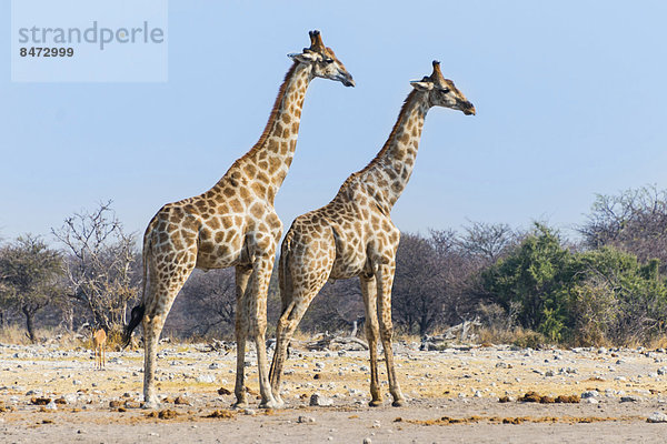 Giraffen (Giraffa camelopardis)  Etosha Nationalpark  Namibia