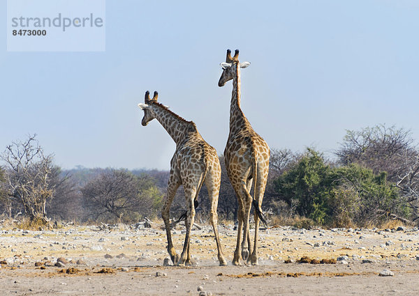 Zwei Giraffen (Giraffa camelopardis) kämpfen miteinander  Etosha Nationalpark  Namibia