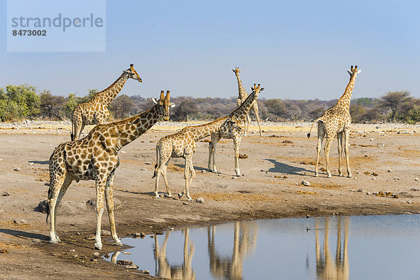 Giraffen (Giraffa camelopardis) an der Wasserstelle Chudob  Etosha Nationalpark  Namibia