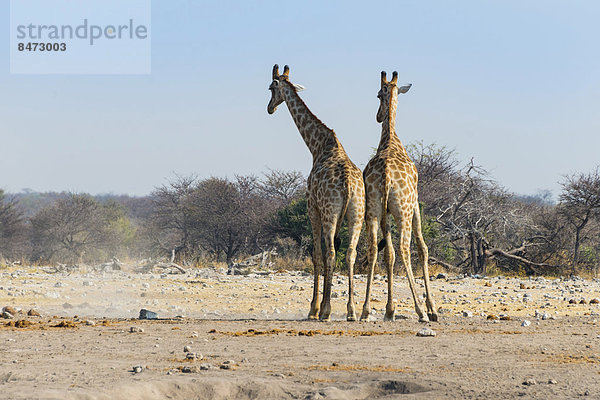 Zwei Giraffen (Giraffa camelopardis) kämpfen miteinander  von hinten  Etosha Nationalpark  Namibia