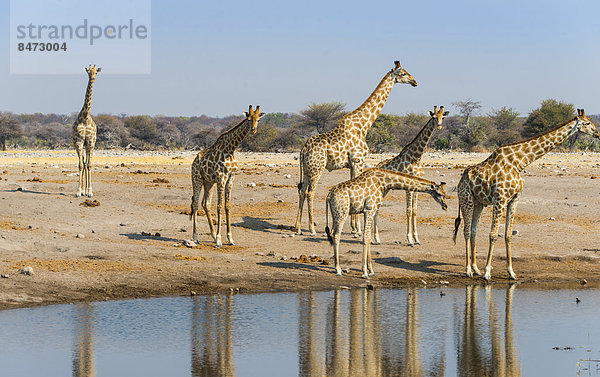 Giraffen (Giraffa camelopardis) an der Wasserstelle Chudob  Etosha Nationalpark  Namibia