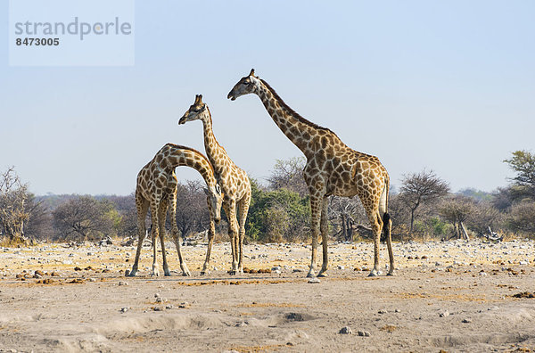 Drei Giraffen (Giraffa camelopardis)  Etosha Nationalpark  Namibia