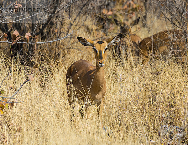 Schwarznasenimpala (Aepyceros melampus petersi) Weibchen steht im hohen Gras  Etosha National Park  Namibia