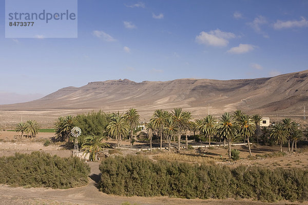 Palmenhain mit einem Windrad zur Wasserbeförderung in den Bergen bei Ajuy  Fuerteventura  Kanarische Inseln  Spanien