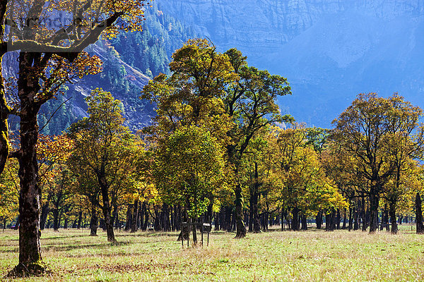 Ahornbäume (Acer) im Herbst  Großer Ahornboden  Eng  Hinterriß  Tirol  Österreich