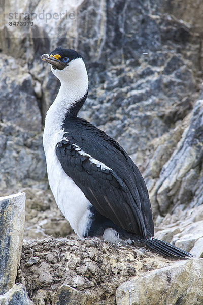 Blauaugenscharbe (Phalacrocorax atriceps) an seinem Nistplatz  Paulet Island  Joinville-Inseln  Antarktische Halbinsel