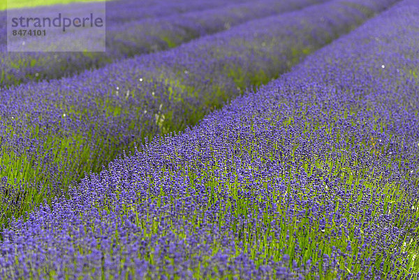 Lavendel (Lavandula sp.)  Lavendelfeld  blühend  England  Großbritannien