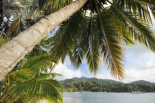 Palme  Segelboote in der Bucht der Isla Lintón  Colón  Karibik  Panama