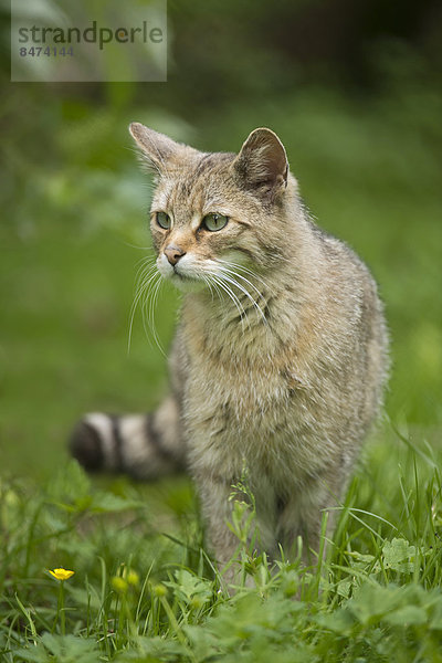 Europäische Wildkatze (Felis silvestris) steht auf einer Wiese  captive  Bayern  Deutschland