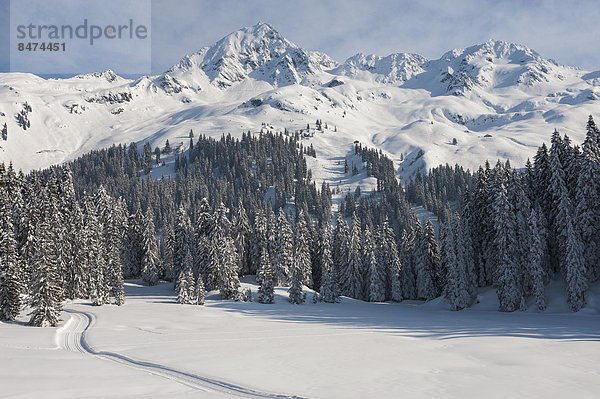 Verschneite Gebirgslandschaft mit Fichtenwald  Panoramaloipe Kristberg  Silbertal  Montafon  Vorarlberg  Österreich