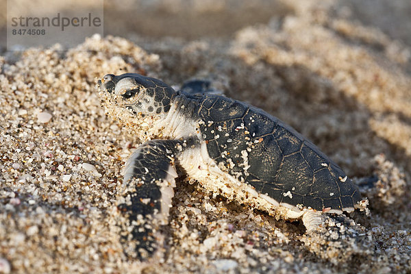 Strand grün jung Landschildkröte Schildkröte Oman