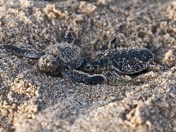 Strand grün jung Wasserschildkröte Schildkröte Oman