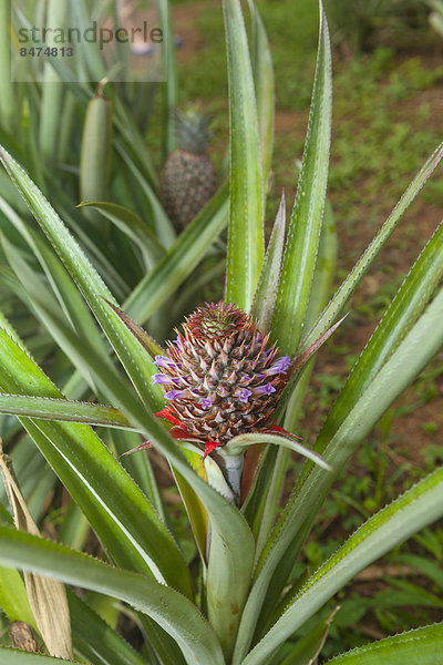 Ananas (Ananas comosus)  Blüte  Sri Lanka