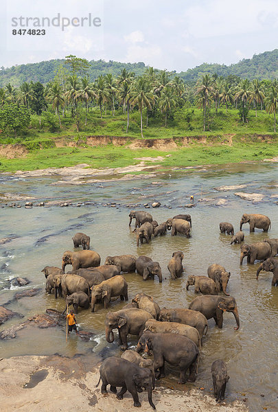 Herde Asiatische Elefanten (Elephas maximus) aus dem Elefantenwaisenhaus baden im Maha Oya River  Pinnawela  Sri Lanka  Asien