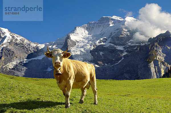 Hausrind Hausrinder Kuh Berg frontal Berner Alpen Grindelwald Schweiz Kanton Bern