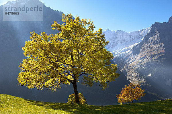 Baum Alpen Herbst Grindelwald schweizerisch Schweiz Kanton Bern