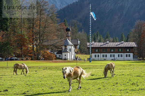 'Pferde auf der Weide  Altes Bad mit Badkapelle ''Zum Heiligen Kreuz''  Wildbad Kreuth  Oberbayern  Bayern  Deutschland'
